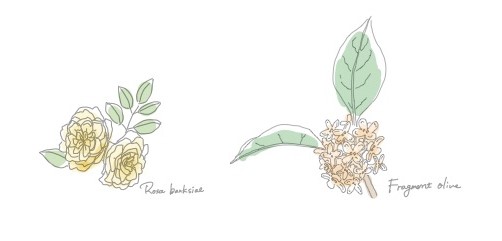 モッコウバラと金木犀のお花イメージ
